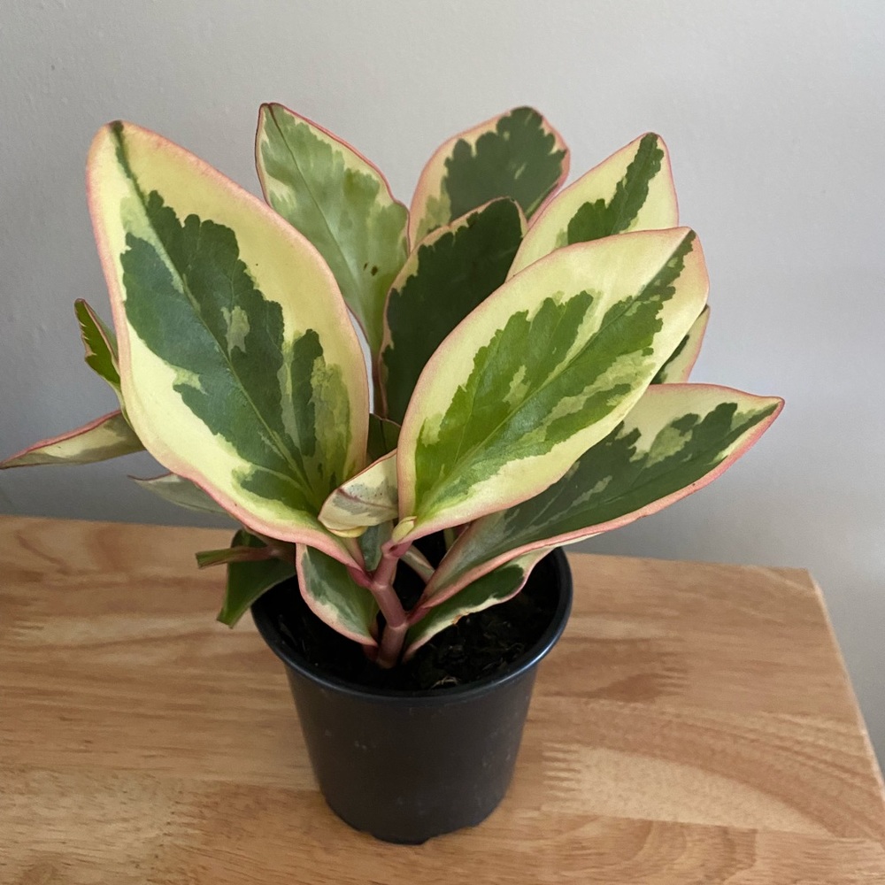 Variegated Peperomia. 4 inch plant.